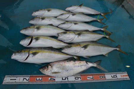 アジアマリンサービス 釣果