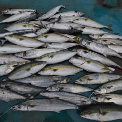 アジアマリンサービス 釣果