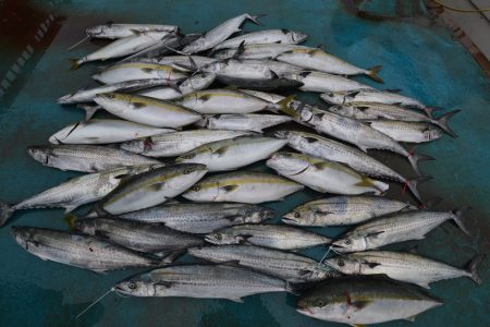 アジアマリンサービス 釣果