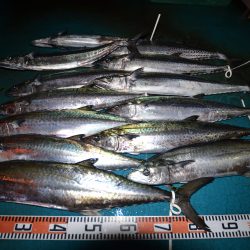 アジアマリンサービス 釣果