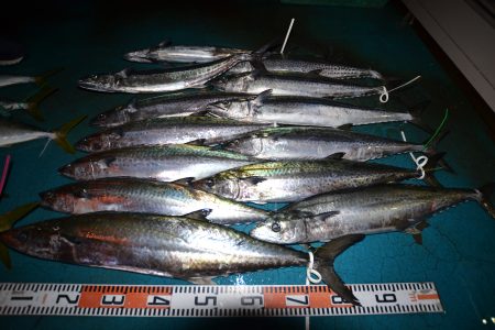 アジアマリンサービス 釣果