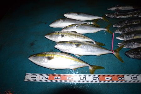 アジアマリンサービス 釣果