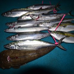 アジアマリンサービス 釣果