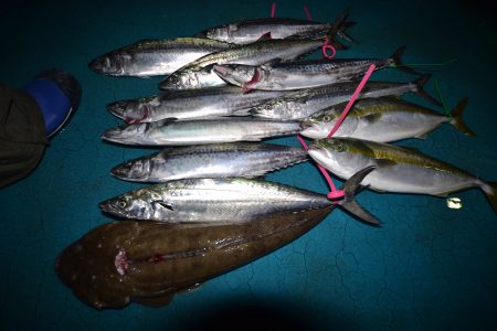 アジアマリンサービス 釣果