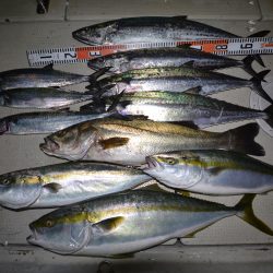 アジアマリンサービス 釣果