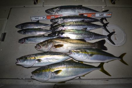 アジアマリンサービス 釣果