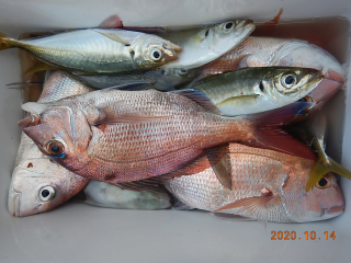 作十丸 釣果