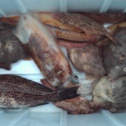 こかわ渡船　雅丸 釣果