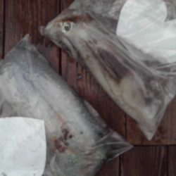 こかわ渡船　雅丸 釣果