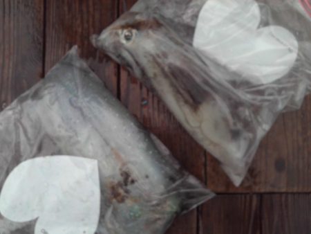 こかわ渡船　雅丸 釣果