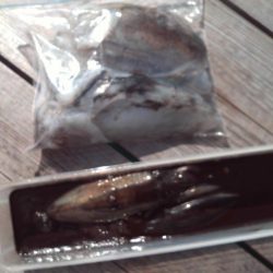 こかわ渡船　雅丸 釣果