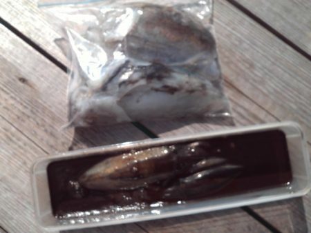 こかわ渡船　雅丸 釣果