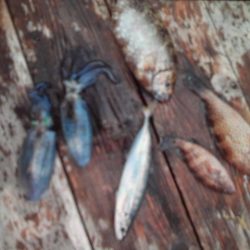 こかわ渡船　雅丸 釣果