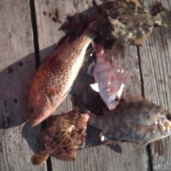 こかわ渡船　雅丸 釣果