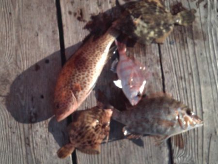 こかわ渡船　雅丸 釣果