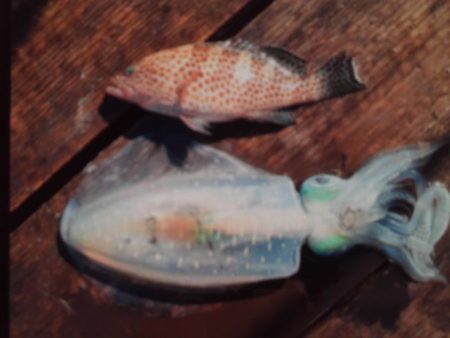 こかわ渡船　雅丸 釣果