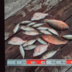 こかわ渡船　雅丸 釣果