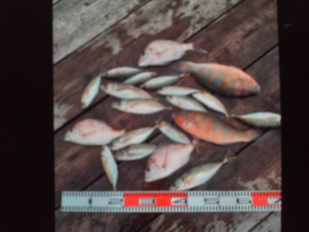 こかわ渡船　雅丸 釣果