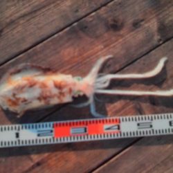 こかわ渡船　雅丸 釣果