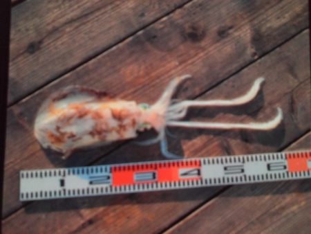 こかわ渡船　雅丸 釣果