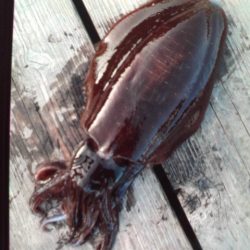 こかわ渡船　雅丸 釣果