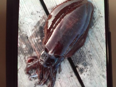 こかわ渡船　雅丸 釣果