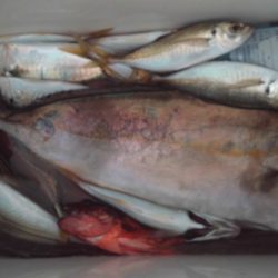 こかわ渡船　雅丸 釣果