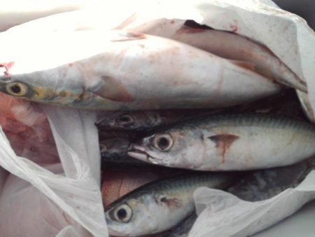 こかわ渡船　雅丸 釣果