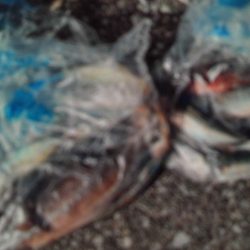 こかわ渡船 雅丸 釣果