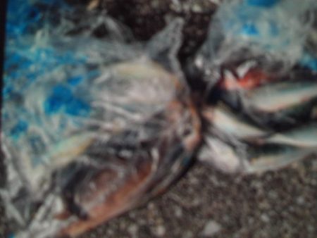 こかわ渡船 雅丸 釣果