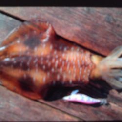 こかわ渡船　雅丸 釣果