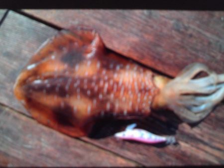 こかわ渡船　雅丸 釣果