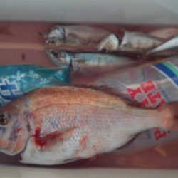 こかわ渡船　雅丸 釣果