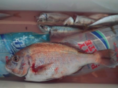 こかわ渡船　雅丸 釣果