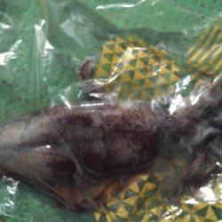 こかわ渡船 雅丸 釣果