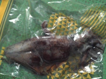 こかわ渡船 雅丸 釣果