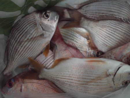 こかわ渡船　雅丸 釣果