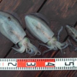 こかわ渡船　雅丸 釣果