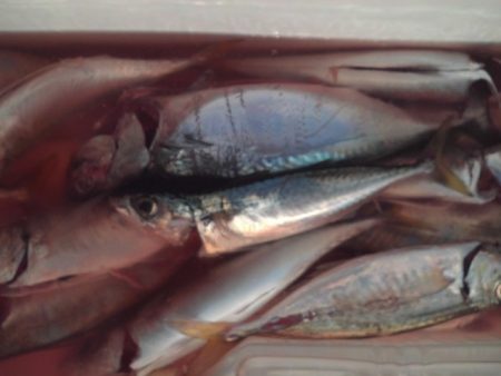 こかわ渡船　雅丸 釣果