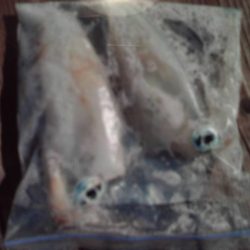 こかわ渡船　雅丸 釣果