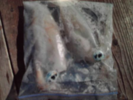 こかわ渡船　雅丸 釣果