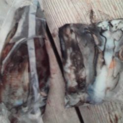 こかわ渡船　雅丸 釣果