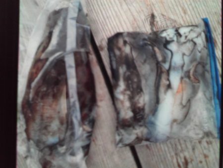 こかわ渡船　雅丸 釣果