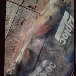 こかわ渡船　雅丸 釣果