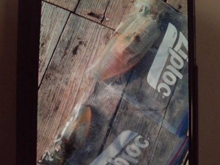 こかわ渡船　雅丸 釣果