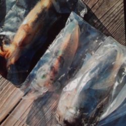 こかわ渡船　雅丸 釣果