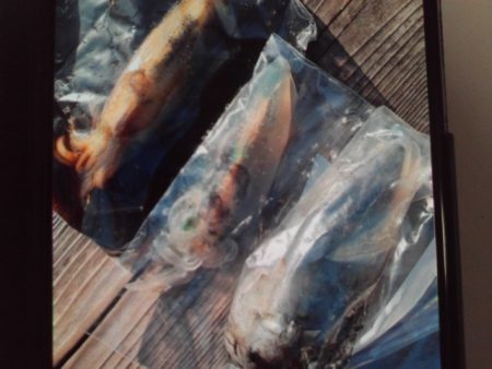 こかわ渡船　雅丸 釣果