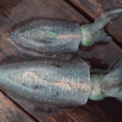 こかわ渡船　雅丸 釣果