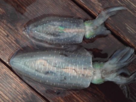 こかわ渡船　雅丸 釣果