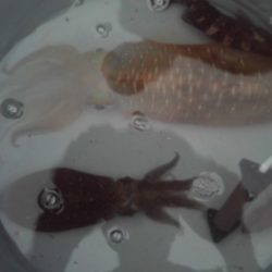 こかわ渡船　雅丸 釣果